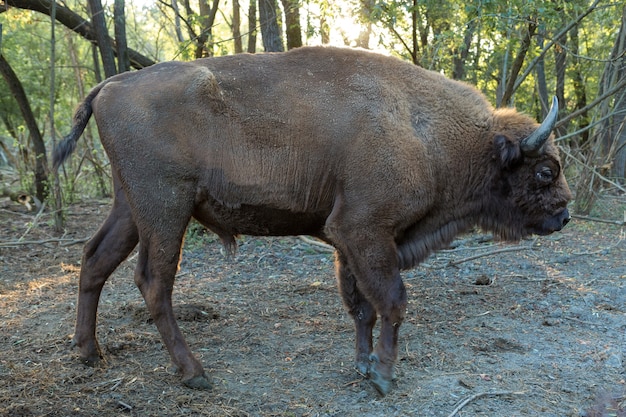 Зубр - Bison bonasus в Молдавском заповеднике.