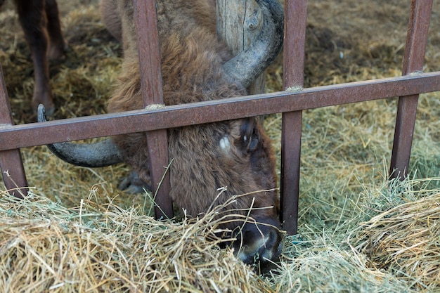 Зубр - Bison bonasus в Молдавском заповеднике.