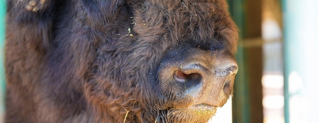 Foto bisonte europeo bison bonasus xain la riserva moldava