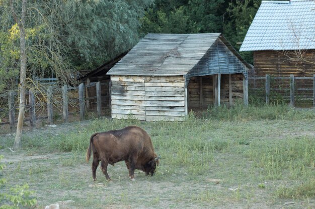 Зубр Bison bonasus xA в Молдавском заповеднике