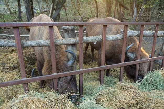 モルドバ保護区のヨーロッパバイソンBisonbonasusxA