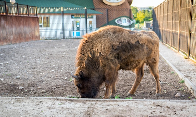 European BISON in Minsk zoo