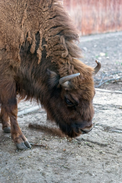 Bisone europeo nello zoo di minsk