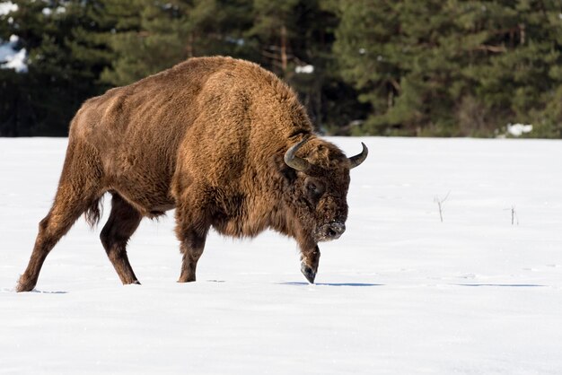 european bison portrait on snow background