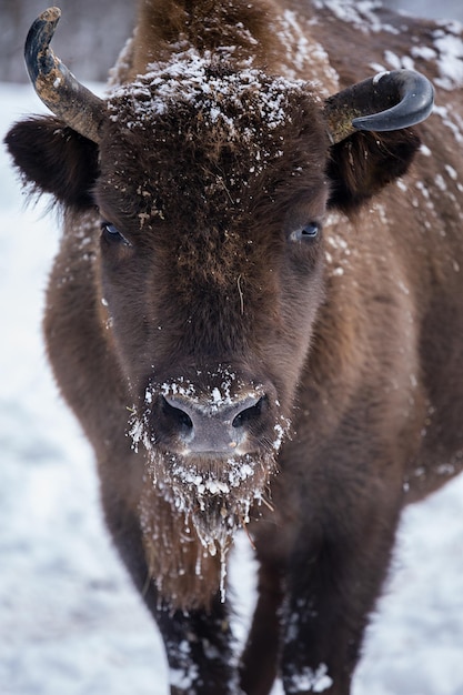 European bison  in the Skole Beskydy national park in winter Carpathians Ukraine