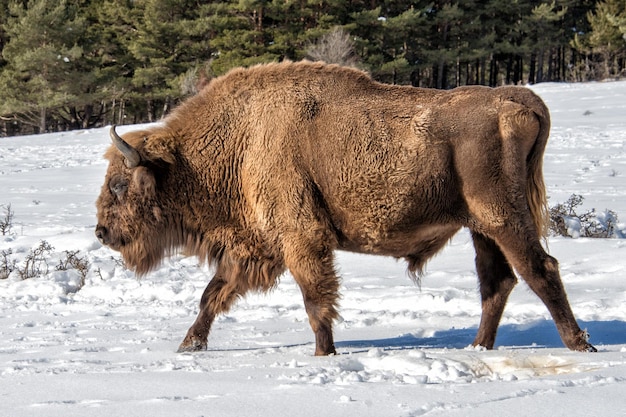 European bison on snow background