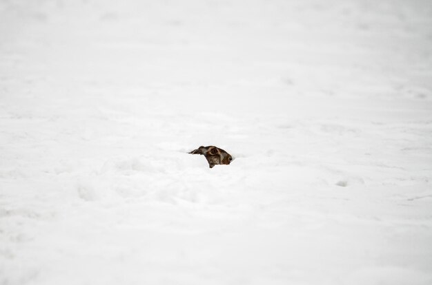 写真 雪の下に隠れたヨーロッパの茶色いウサギ 凍ったマスターシップ ヨーロッパのウサギの崇高な適応性 凍った冬に隠された 静かな生存のシンフォニーを抱きしめる