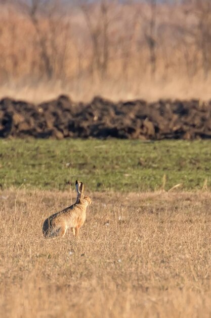Европейский коричневый заяц (Lepus europeaus) прячется в поле весной