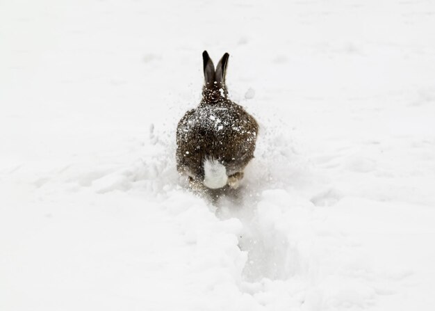 Foto la lepre bruna europea che corre su una coperta innevata l'eleganza graziosa ha svelato le lepre europee l'incantevole sprint attraverso l'inverno coperta un balletto innevato di bellezza selvaggia