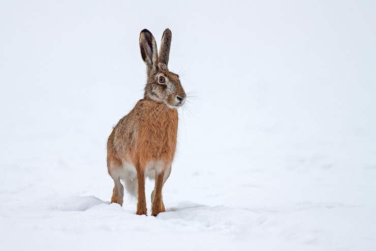Photo european brown hare