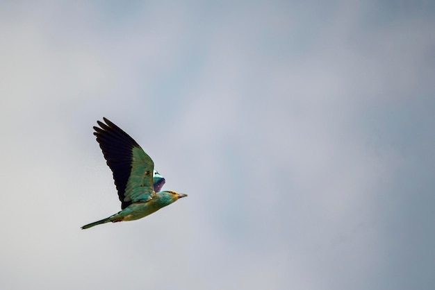 Photo european carraca or coracias garrulu, coraciform bird of the coraciidae family.