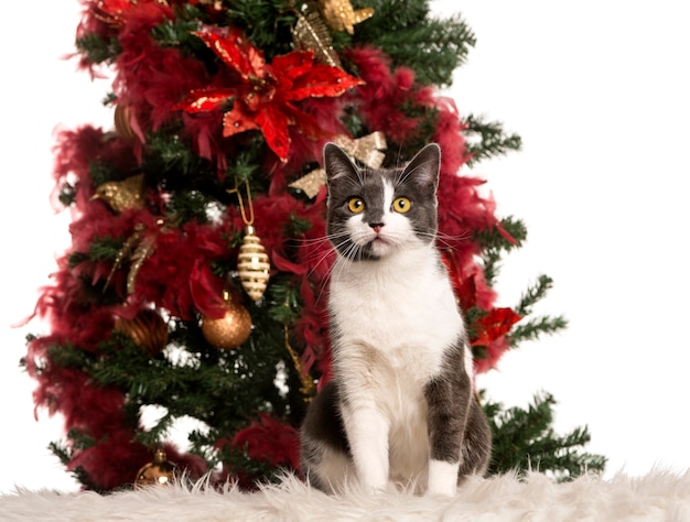 Gatto europeo seduto accanto a un albero di natale