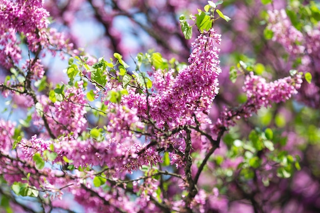 유럽 Cercis 또는 Judas 나무 또는 유럽 주홍 Cercis siliquastrum Cercis의 분홍색 꽃의 근접 촬영은 콩과 식물 가족의 Cercis 속의 나무 또는 관목입니다.