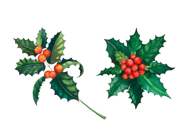 ヨーロッパのクリスマスの水彩 ベリー ホリーの枝 葉と果実