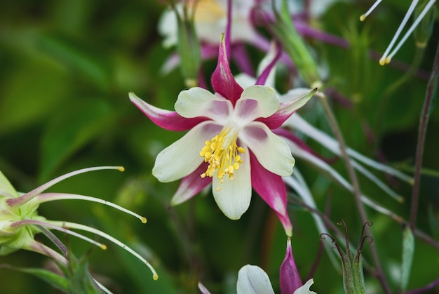 European Columbine Aquilegia Vulgaris white red flowers in spring garden