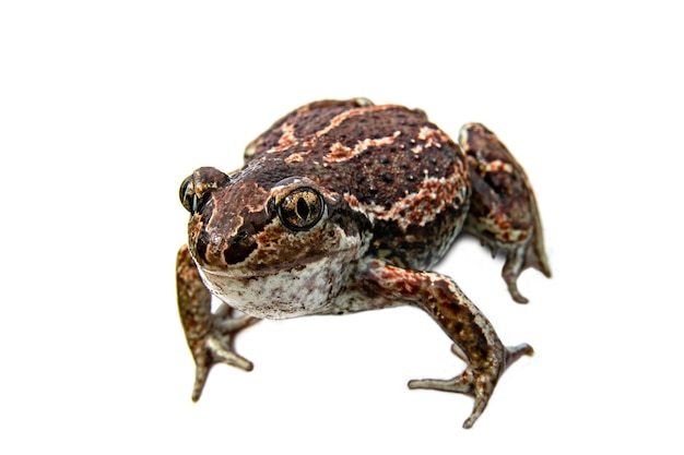 European common brown frog isolated on white background. Rana temporaria close-up image.