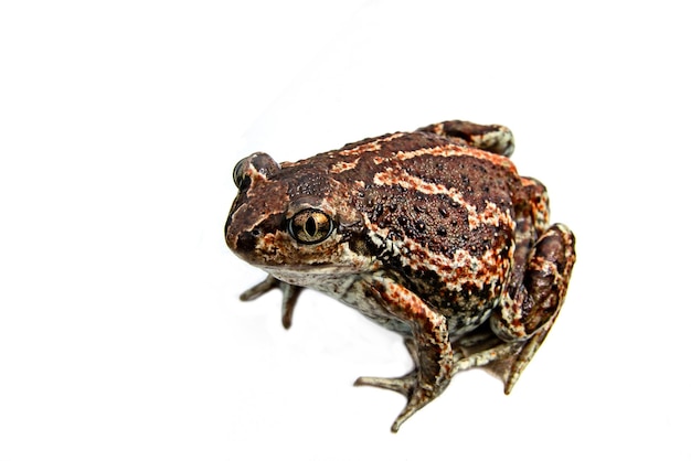 European common brown frog isolated