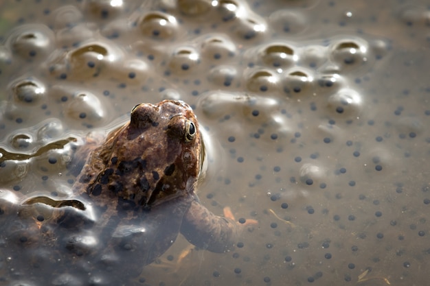 Photo european common brown frog, rana temporaria, male watching over the eggs, baneheia kristiansand norway