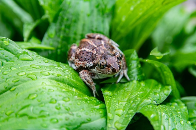 ヨーロッパの一般的な茶色のカエルは、雨の後、緑の葉の上に座っています。 Ranatemporariaのクローズアップ画像。