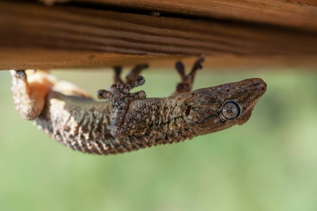 European common gecko Tarentola mauritanica Malaga Spain