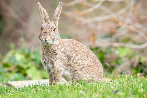 European or common hare in the forest standing on the grass