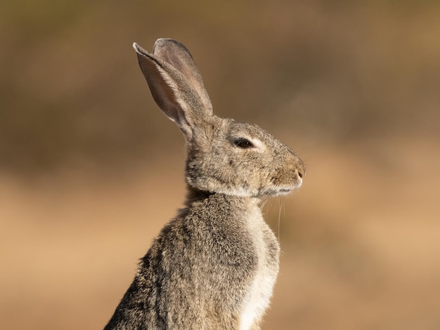 European or common rabbit Oryctolagus cuniculus in the spanish countryside