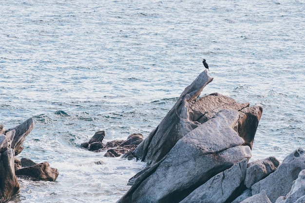 European or common shag Gulosus aristotelis sitting near sea on a rock