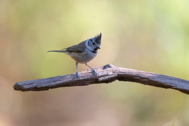 Photo european crested tit or crested tit (lophophanes cristatus) avila, spain