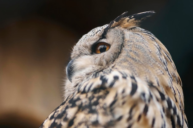 ヨーロッパのワシミミズクは鳥小屋のクローズアップでヨーロッパのワシミミズクをクローズアップ