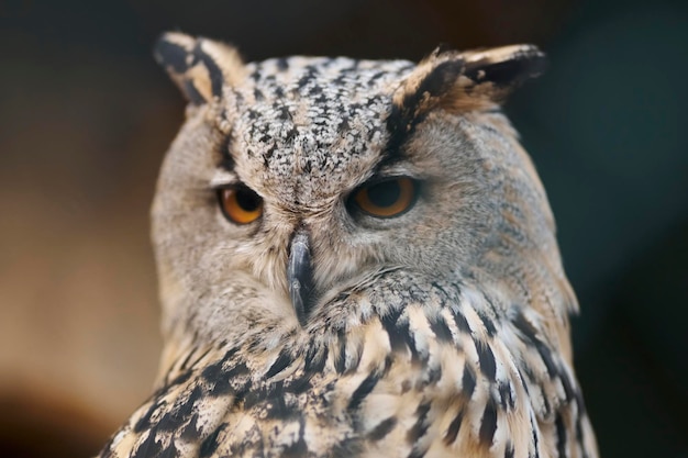 ヨーロッパのワシミミズクは鳥小屋のクローズアップでヨーロッパのワシミミズクをクローズアップ