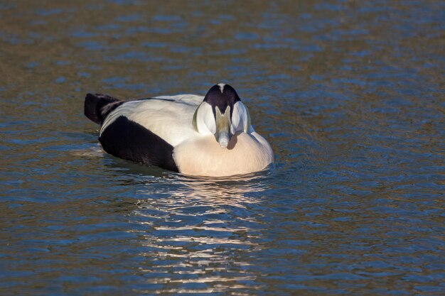 European Eider Duck (Somateria mollissima mollissima) swimming across a lake