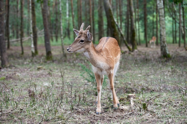 European fallow deer Dama dama in the forest Wild deer stands among the trees