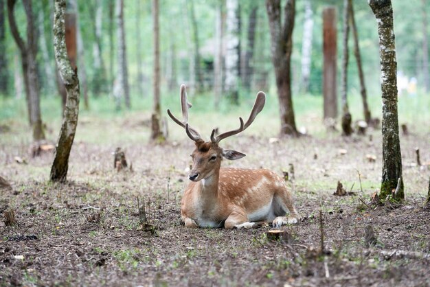 Daini europei dama dama con grandi corna nella foresta cervi selvatici giace tra gli alberi