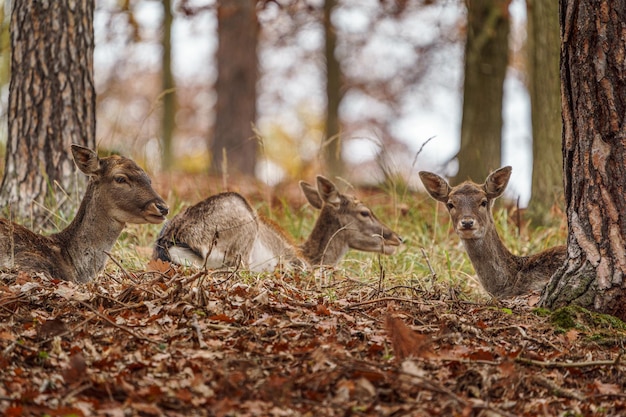 European fallow deer