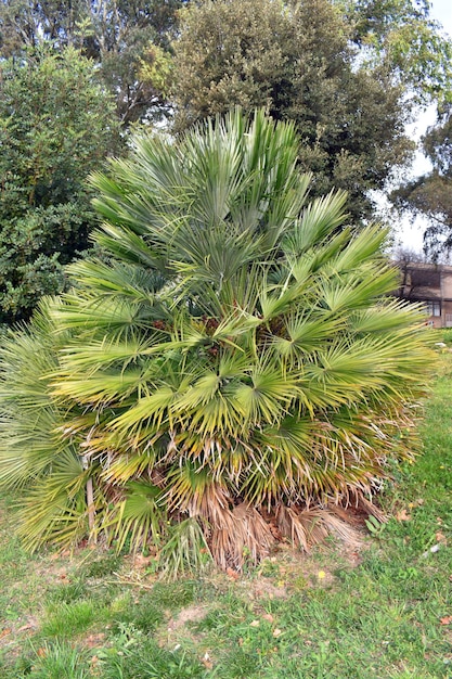 정원에서 자란 유럽 부채 야자 Chamaerops humilis