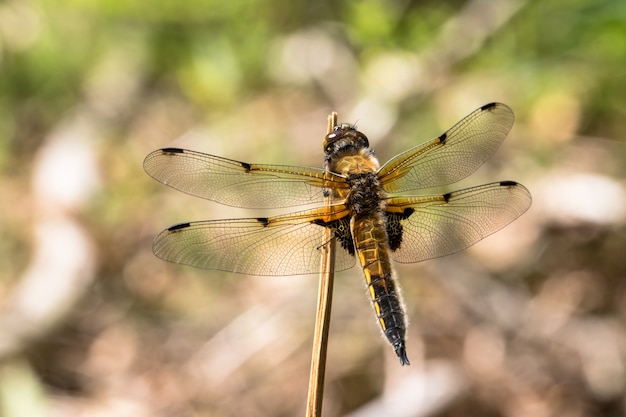 Европейская четвероногая стрекоза Chaser, Libellula quadrimaculata, отдыхает