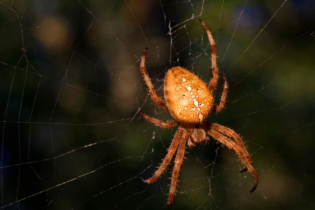 Foto il ragno da giardino europeo sulla rete