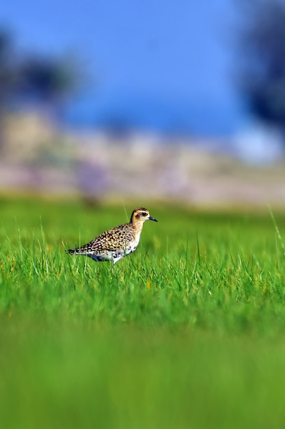 Photo european golden plover