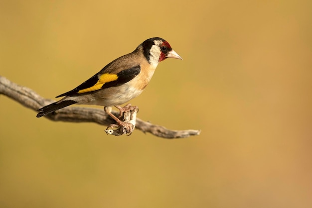 European goldfinch on a branch in a Mediterranean forest with the first light of the day