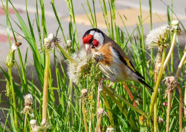 European goldfinch Carduelis carduelis Bird eats dandelion seeds