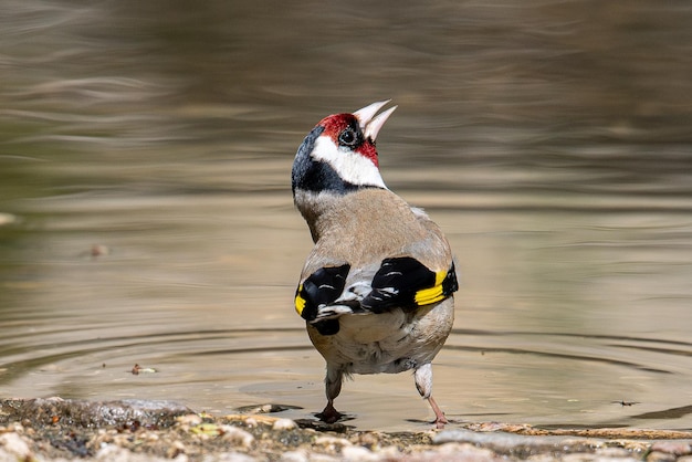 European goldfinch Carduelis carduelis is a typical european goldfinch common in aiguamolls emporda girona catalonia spain