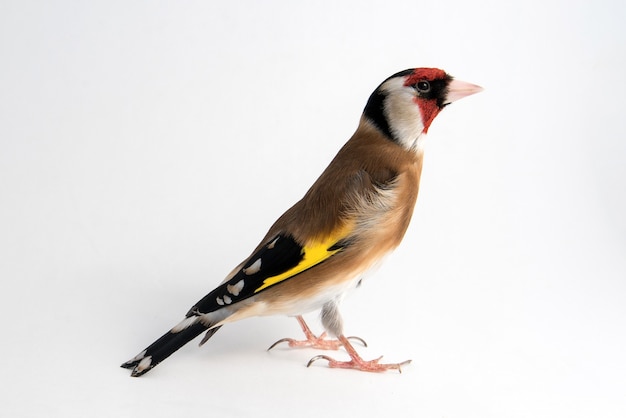 Европейский щегол, carduelis carduelis, стоя, изолированные на белом