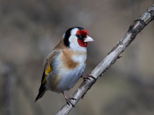 Европейский золотой щит (Carduelis carduelis)