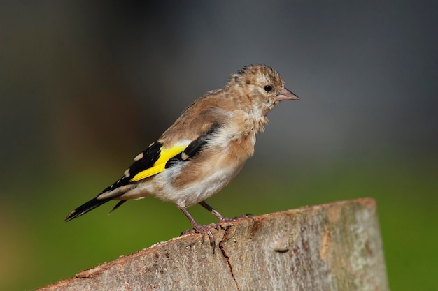 European Goldfinch Carduelis carduelis