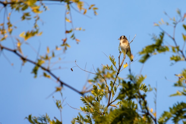 European Goldfinch enjoying the early morning late summer sunshine