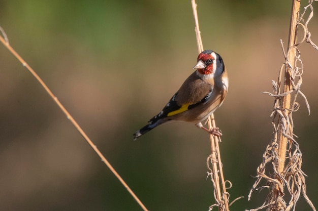 유럽 goldfinch 또는 goldfinch Carduelis carduelis Malaga Spain