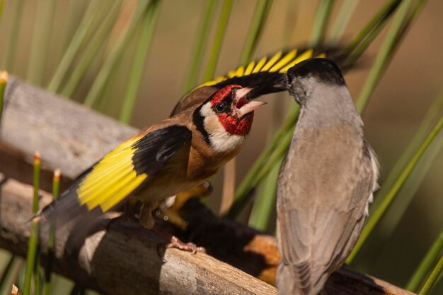 Photo european goldfinch or goldfinch carduelis carduelis malaga spain