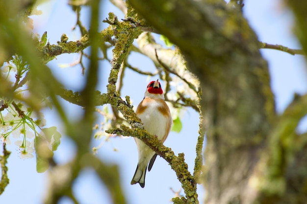 European goldfinch or goldfinch perching on a tree branch