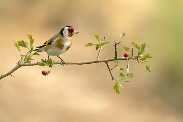 European goldfinch on a hawthorn branch with red berries with the lights of dawn