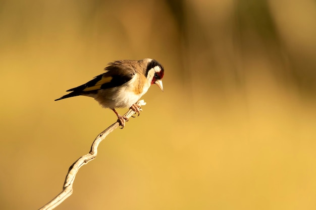 European goldfinch near a natural water point in summer with the last light of the day